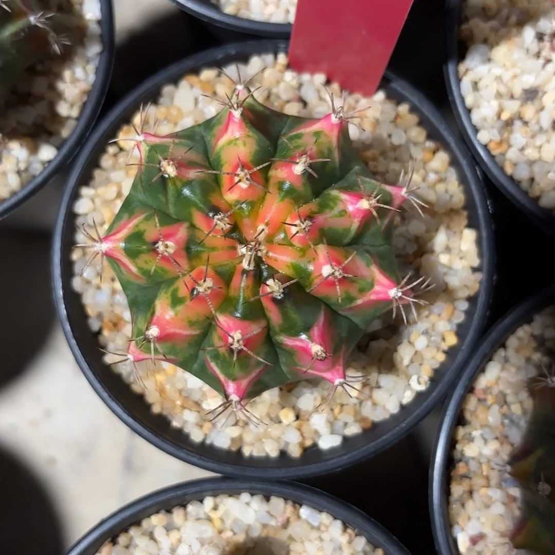 L606-1023泰国发货 静海