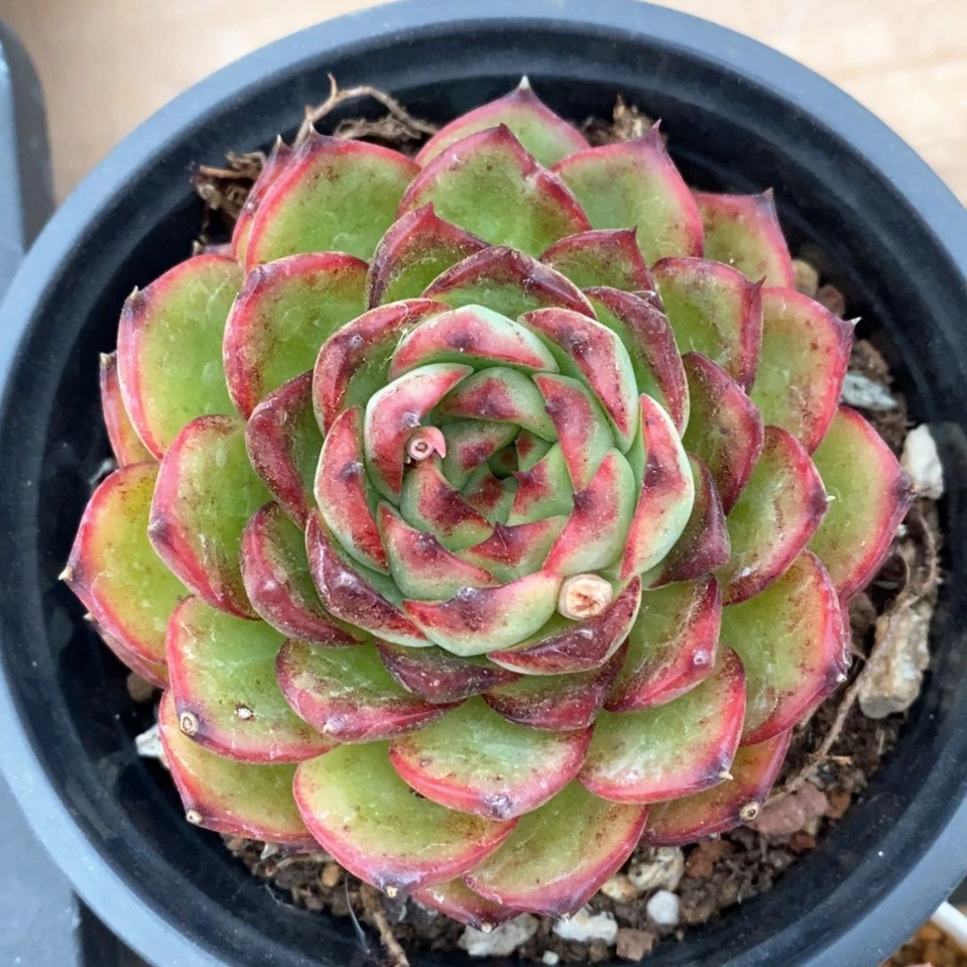 精品多肉一物一拍不包整14