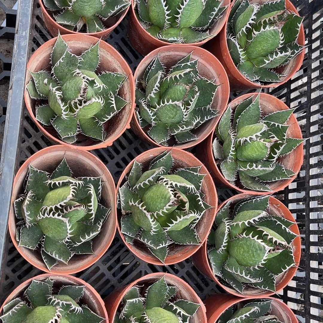 包菜霍利达1颗随机发