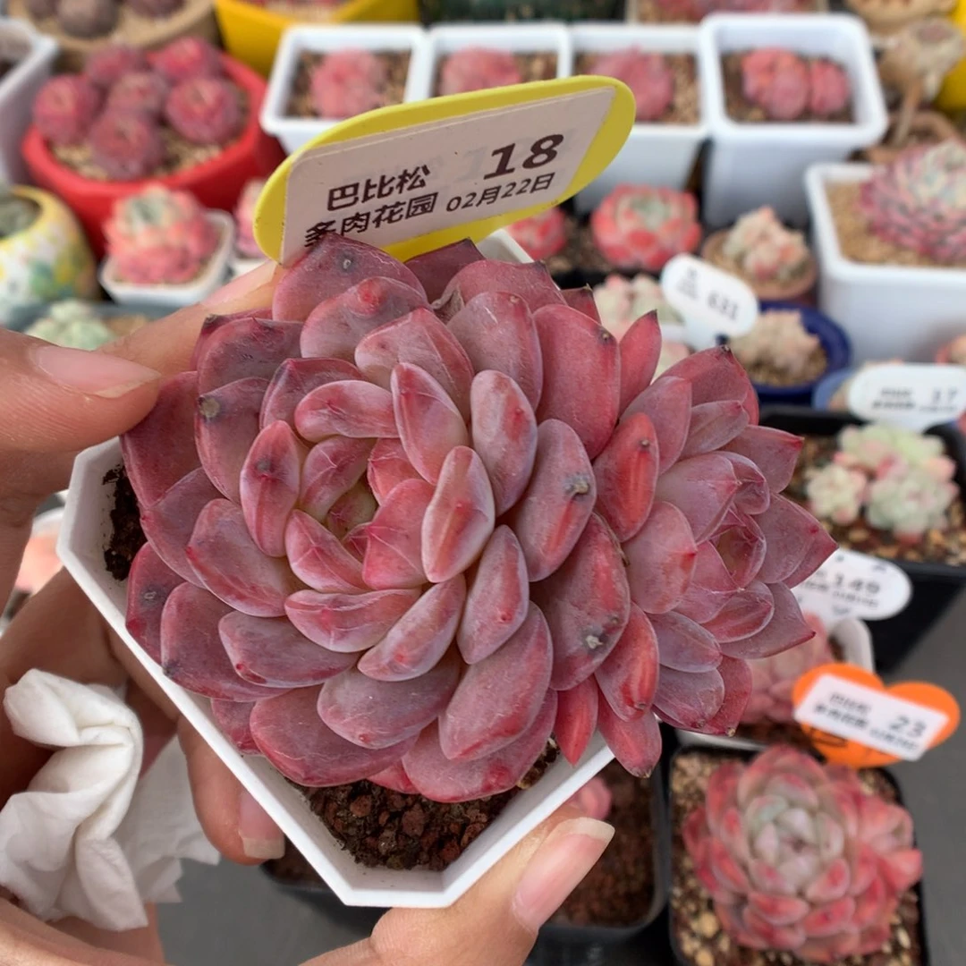 18母本琥珀多肉微瑕福利