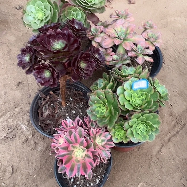 767多肉植物组合瑕疵特价，