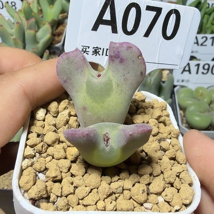 070。满28包邮肉锥