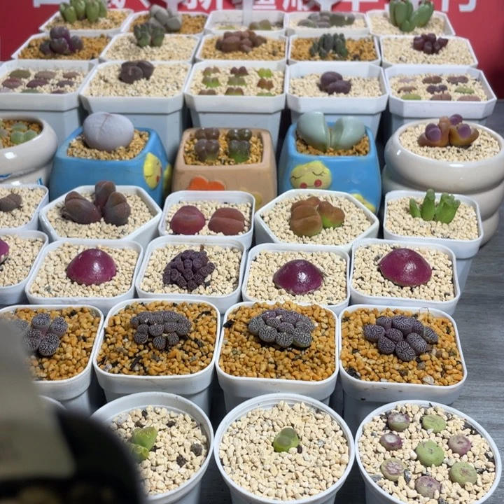 佳人园艺上福利来啦大饼341