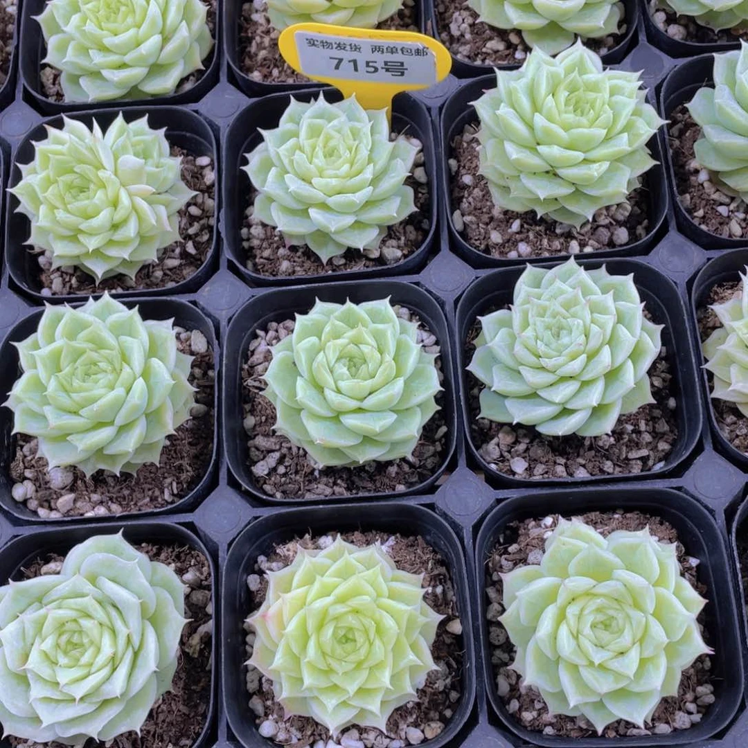 715号 玫瑰花睫毛麦秆单头一个