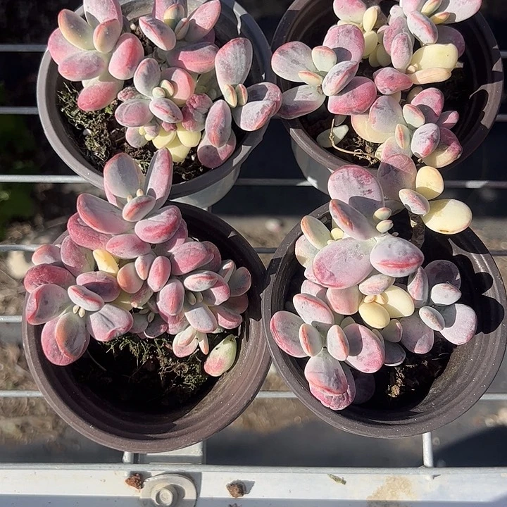 小盆乒乓福娘锦多肉植物