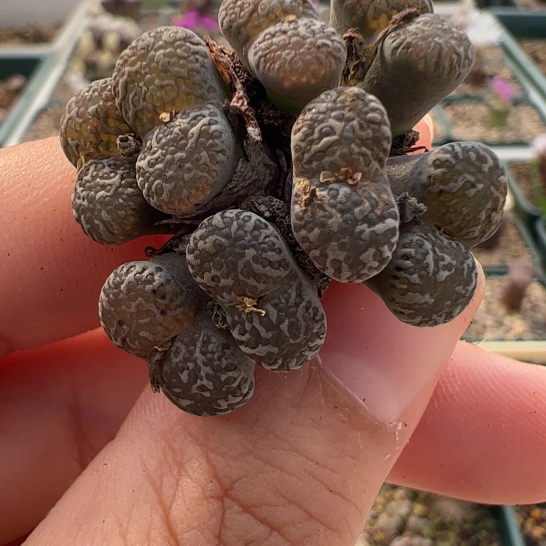 576 好看的多肉冲冲冲