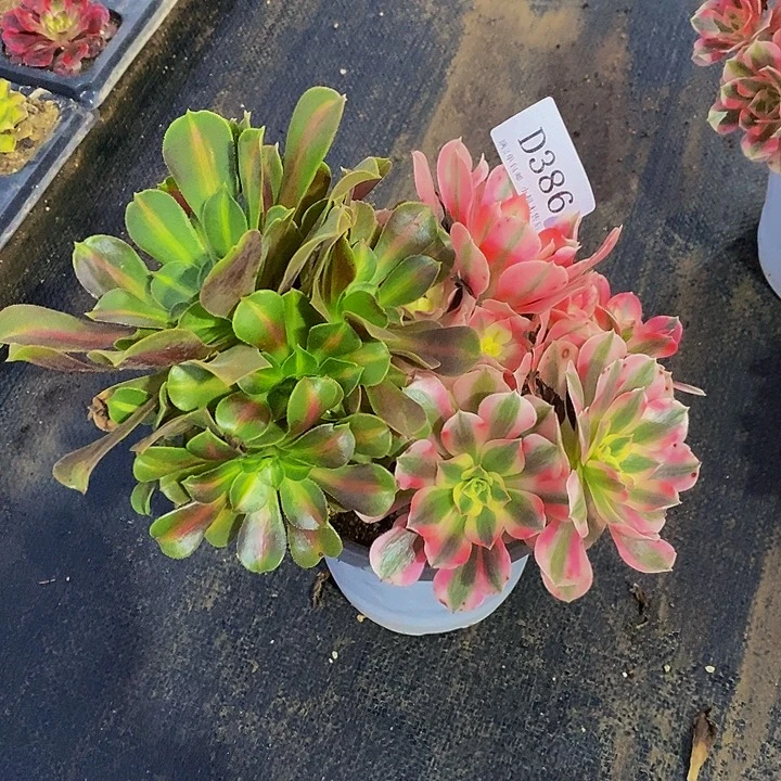 386粉女巫多肉阴阳