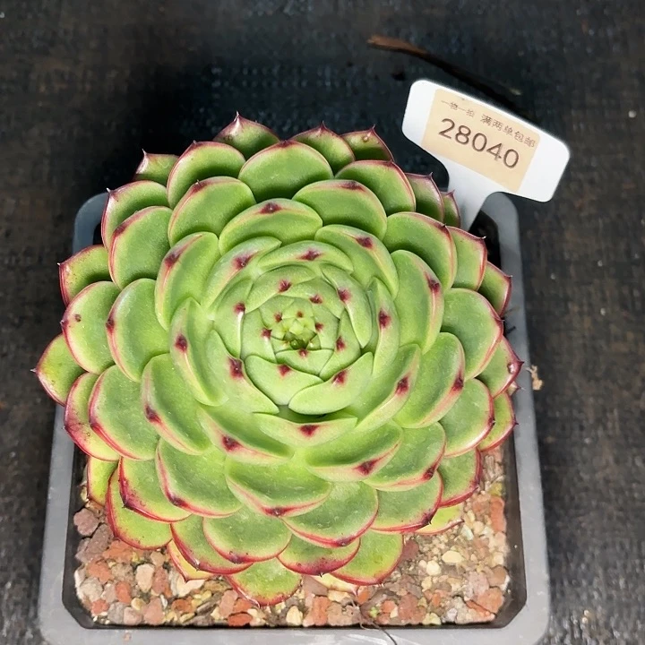 小*灵月亮石一物一拍28040修根