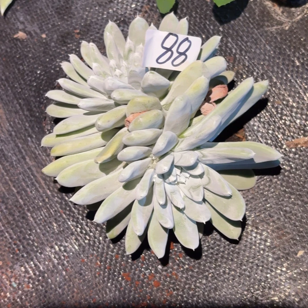 拇指帕奇飞徒仙女杯多肉福利