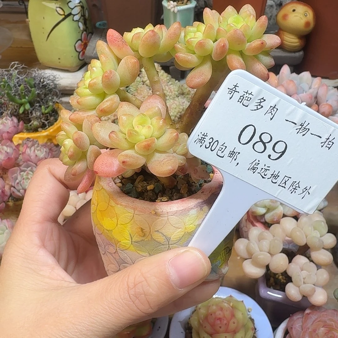 089 多肉含盆盆土 30元包邮非偏远