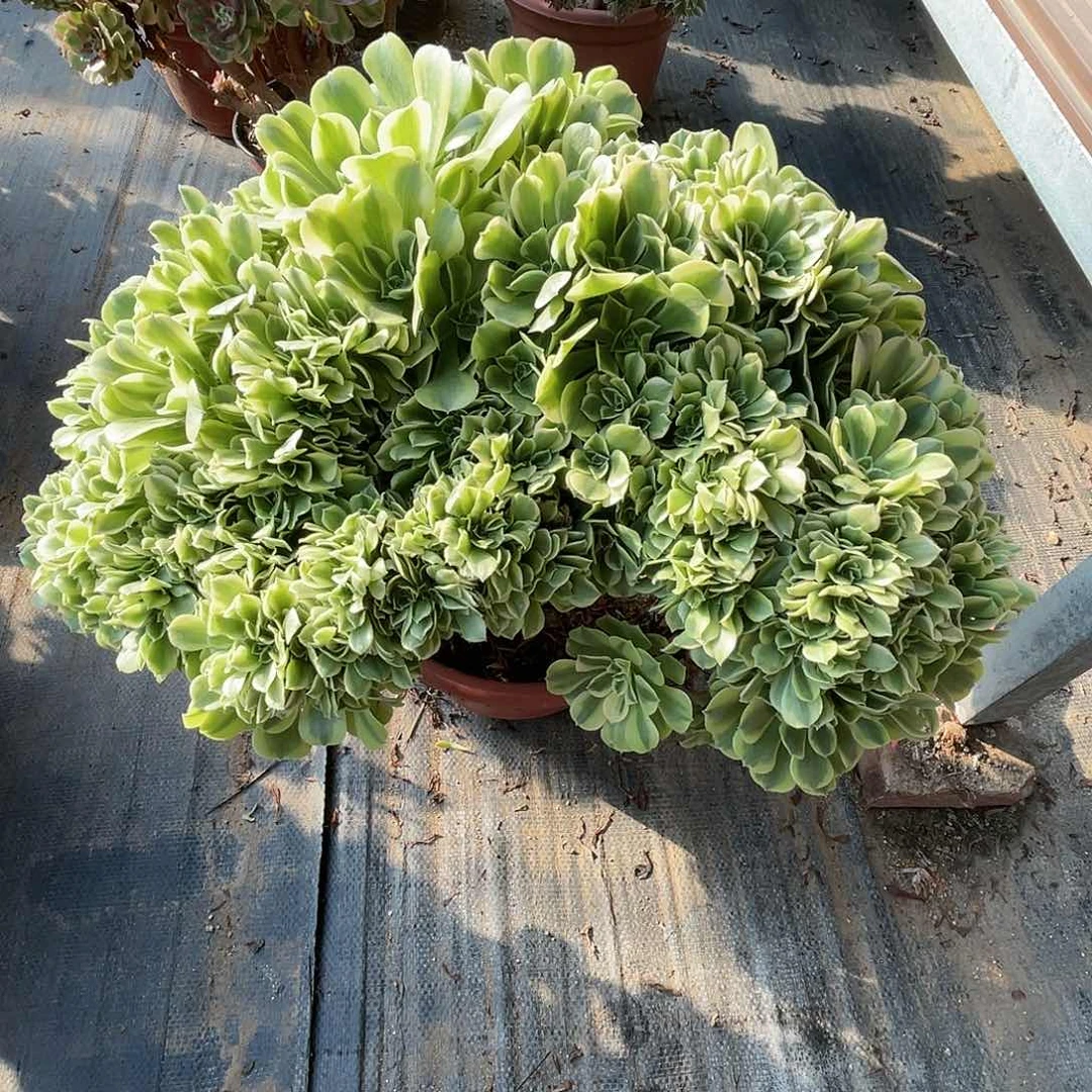 【闪购商品】无花朵绿豆沙