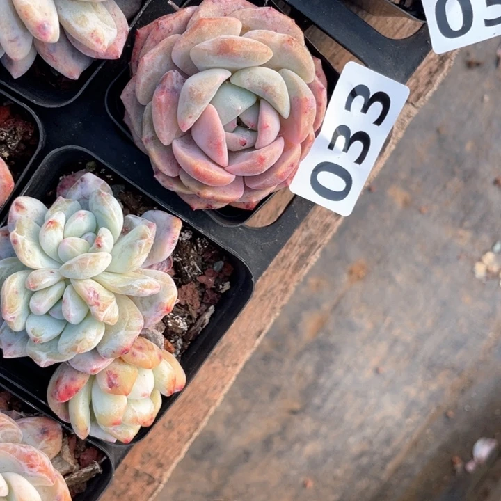 花*仔多肉植物一物一拍