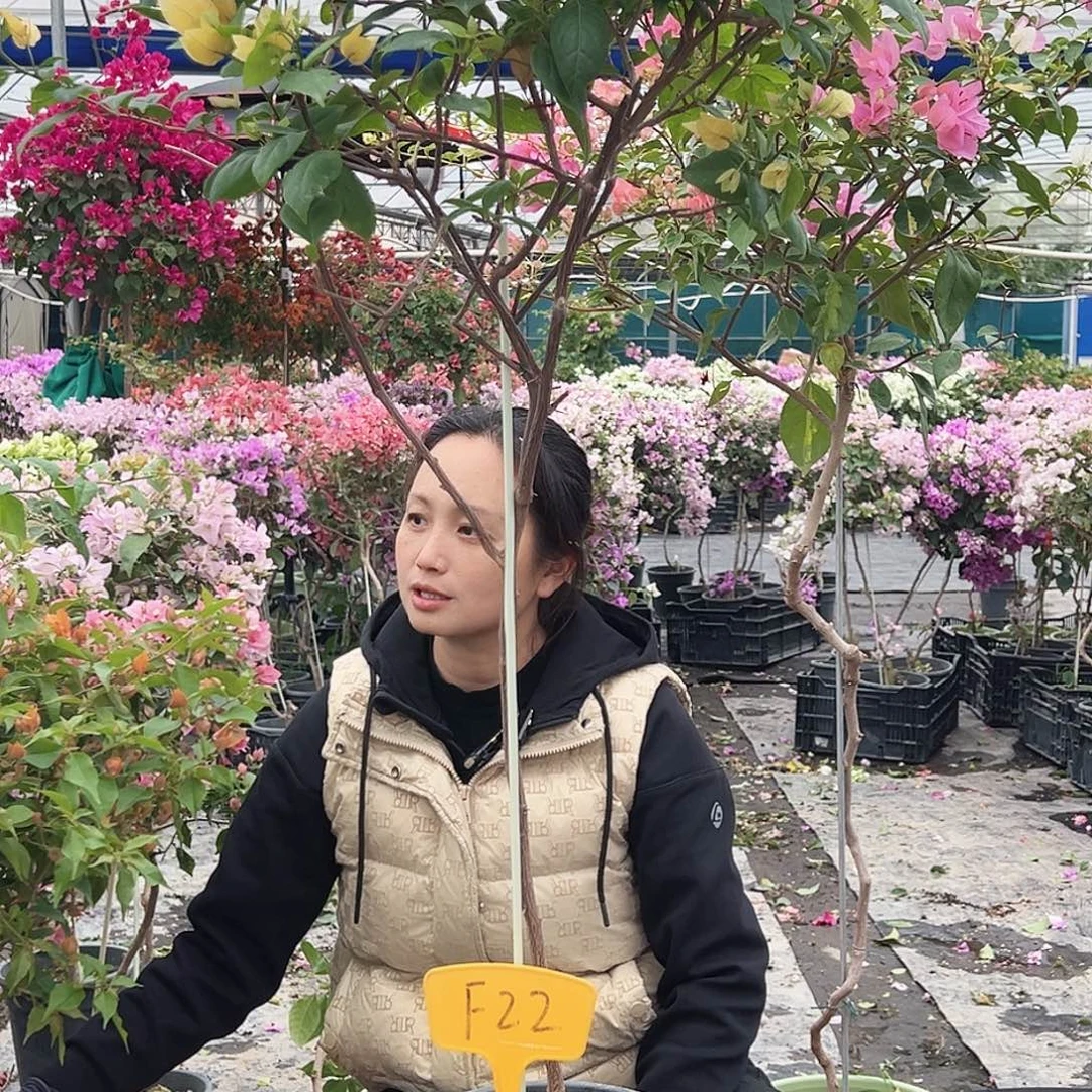 花***字大部分花苞少量开放F22苏瓦娜