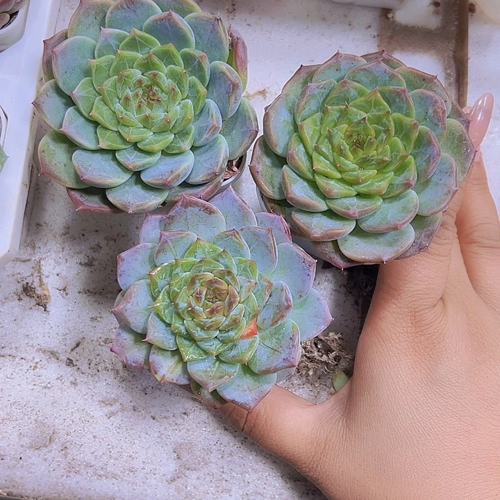 绿糖心暗纹冰魄19包邮