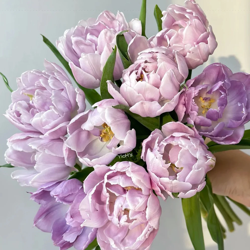 云花巷 * 【郁金香-蓝莓布丁】高贵典雅花材 鲜花优选顺丰直发