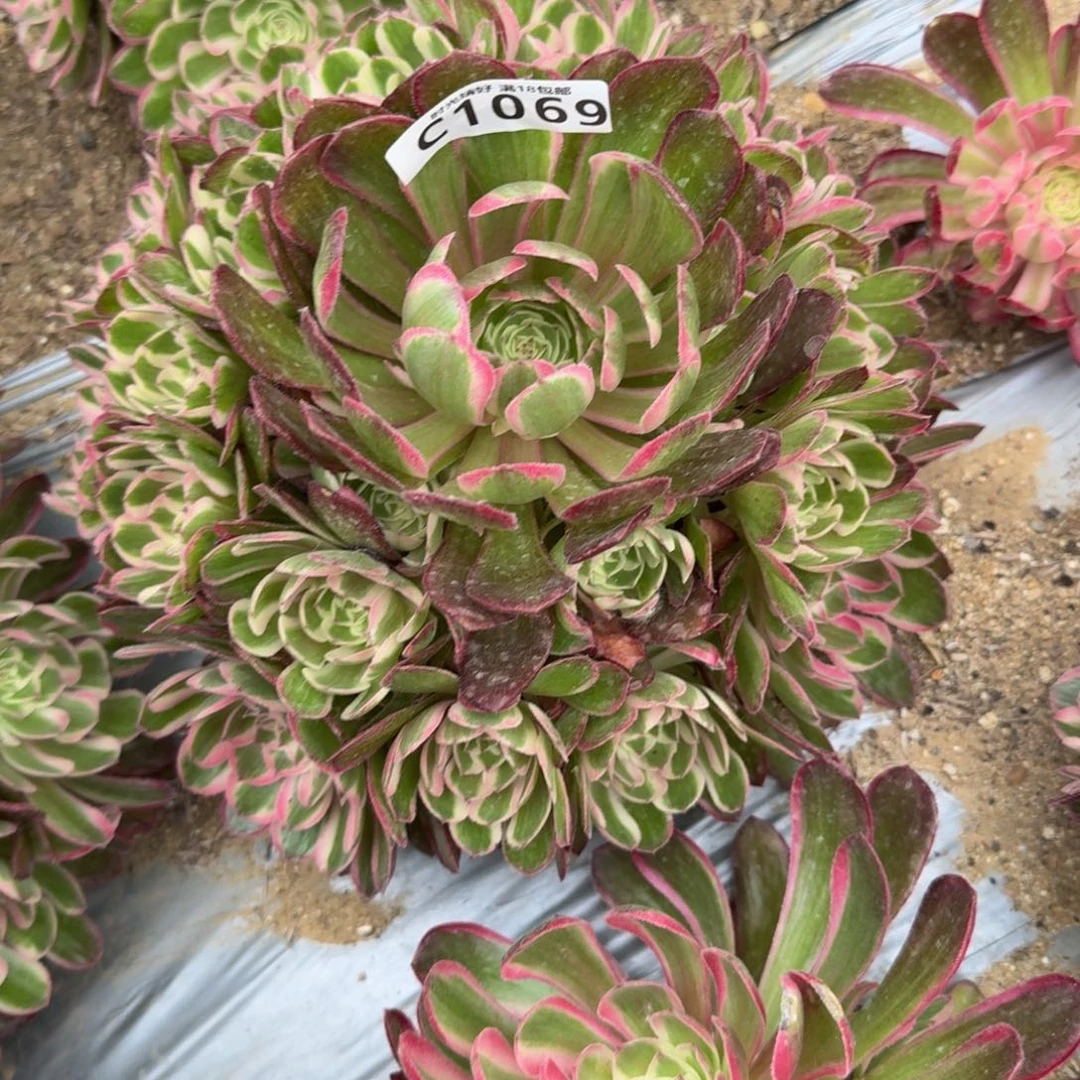 1069瑶光。多肉植物