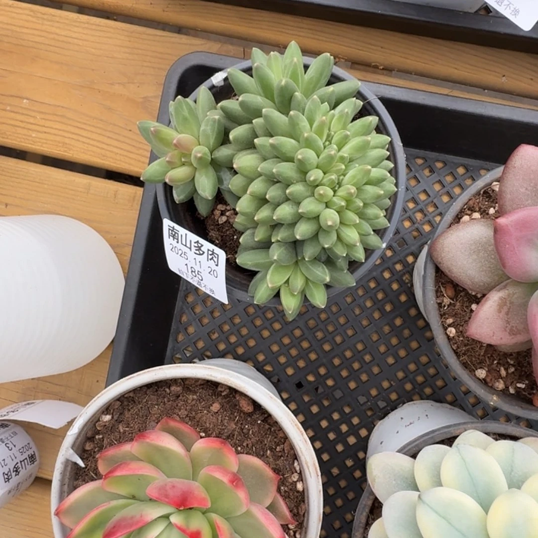 伊卡露诗追1111120-185