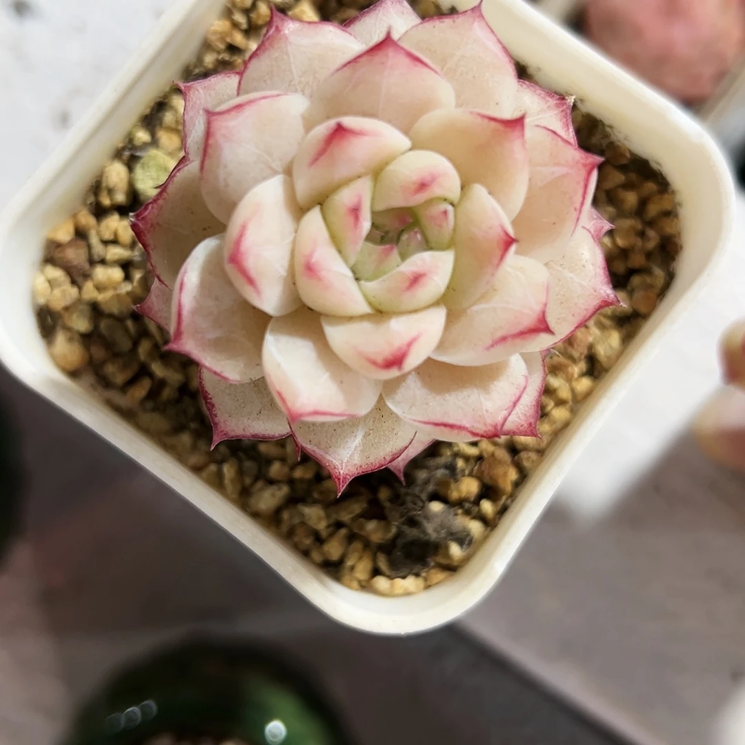 多肉植物个体老桩