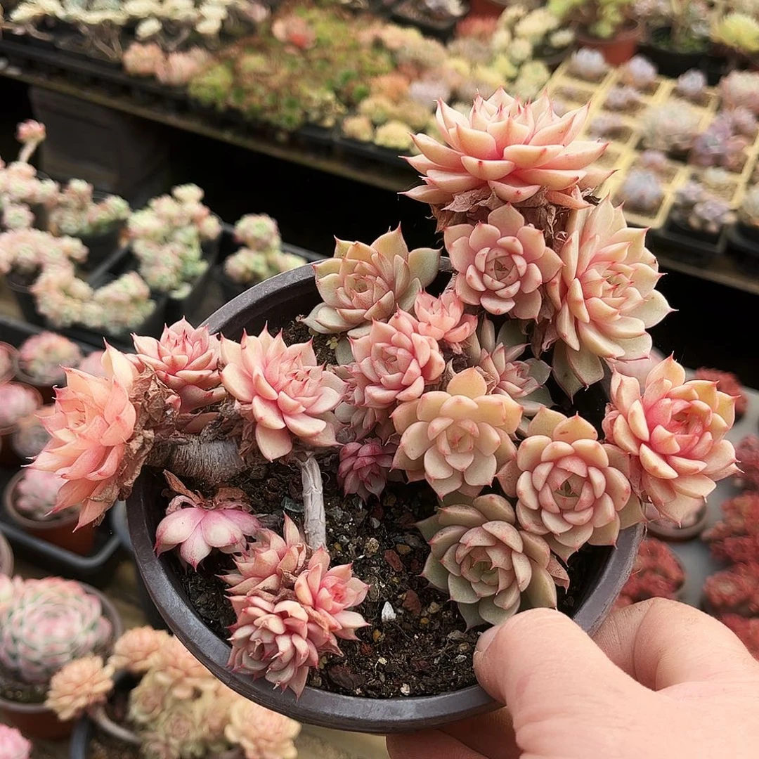 浮***茶264多肉植物提取萃取剂