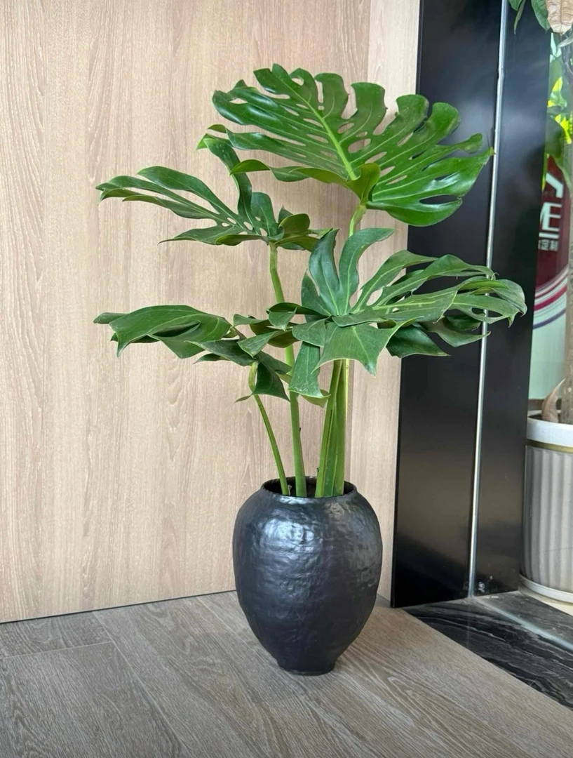 【老桩龟背竹】1.2-1.4cm大型绿植保4-5片叶单杆龟背竹水培室内观赏