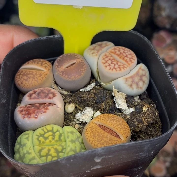 是**耶284年后发货姐姐