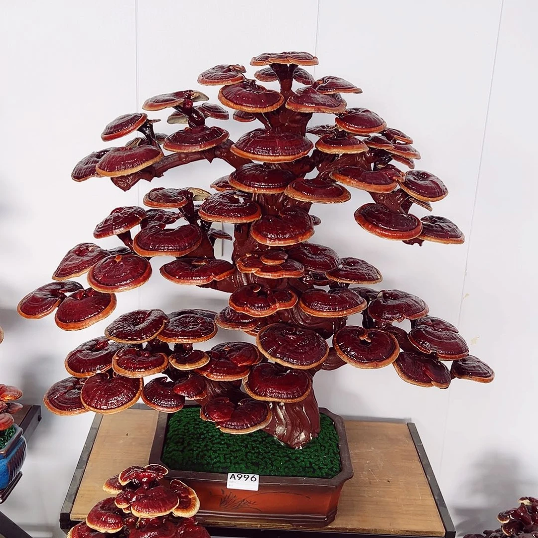 【闪购商品】全部花朵