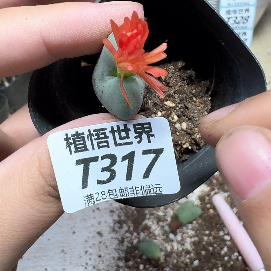 多肉植物的人生dgv