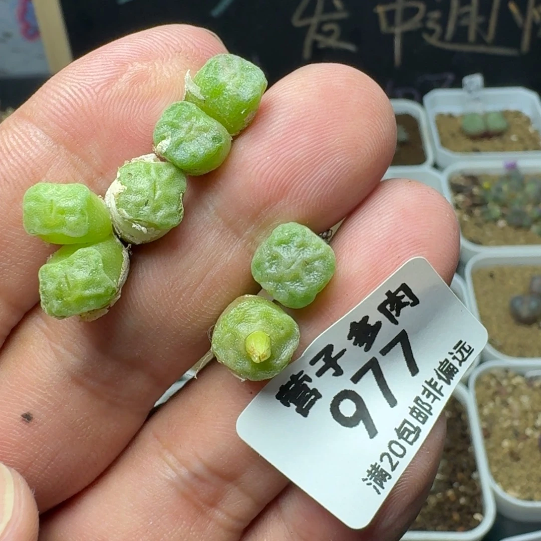 方烧