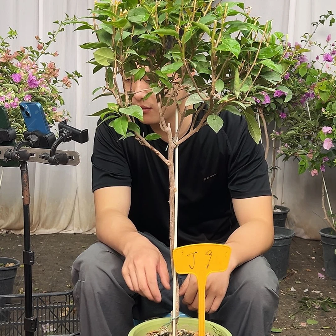 用***4当前无花栽培后可以开花J9金发