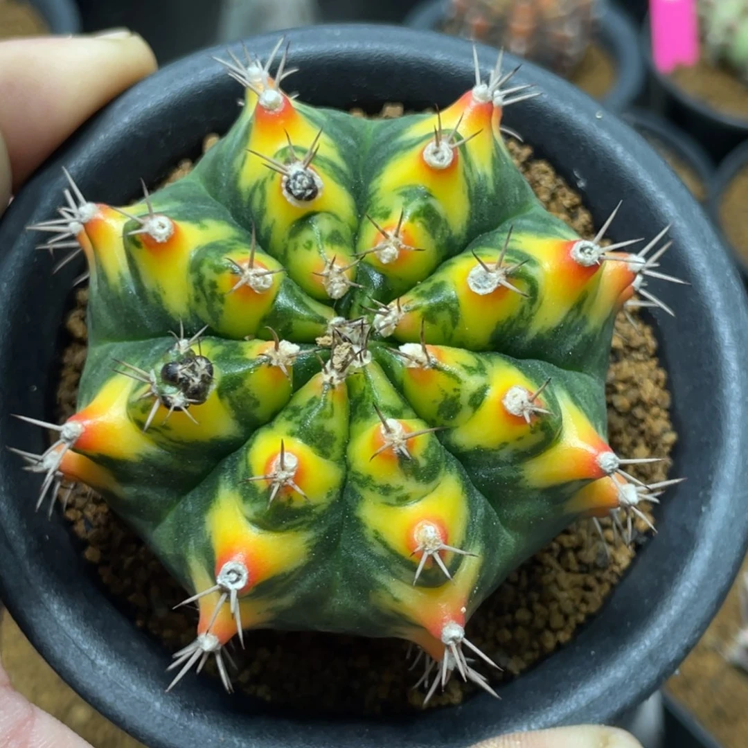 当前无花朵，栽培后可花朵橘黄猫眼虎斑