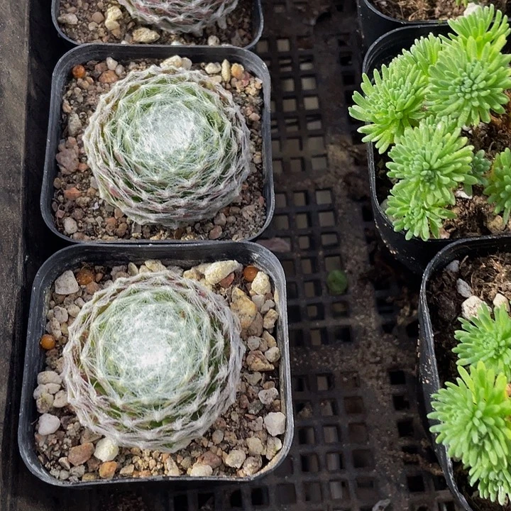 猪丝卷卷带盆土发