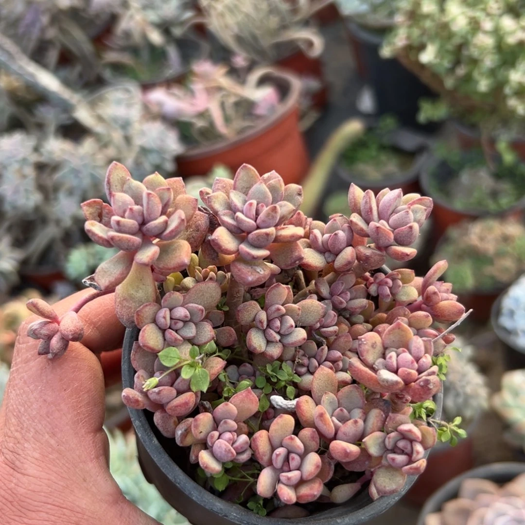 多肉植物多肉植物