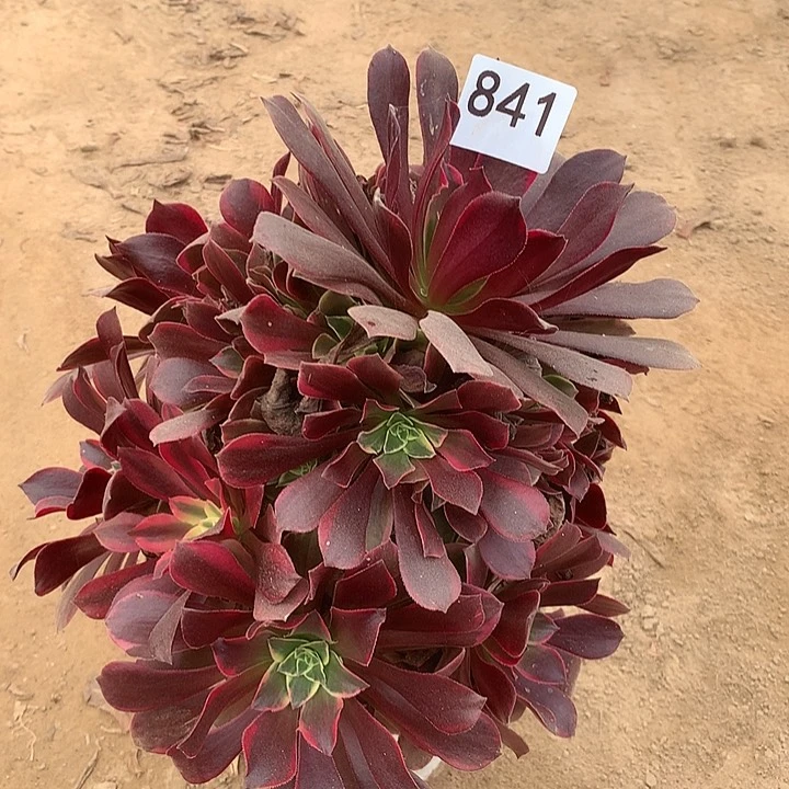 无花朵841金丝缺南