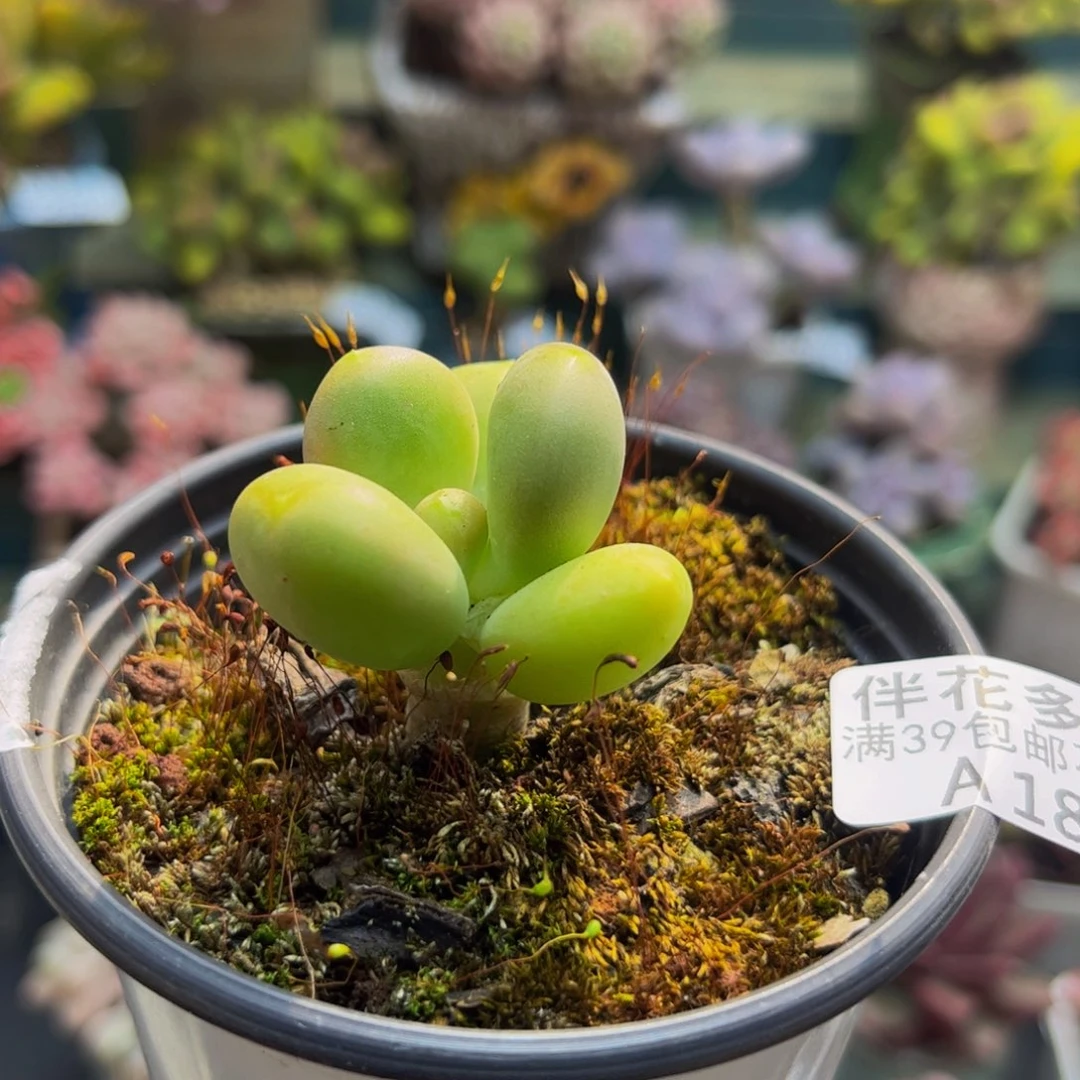 185芒果奶3cm多肉