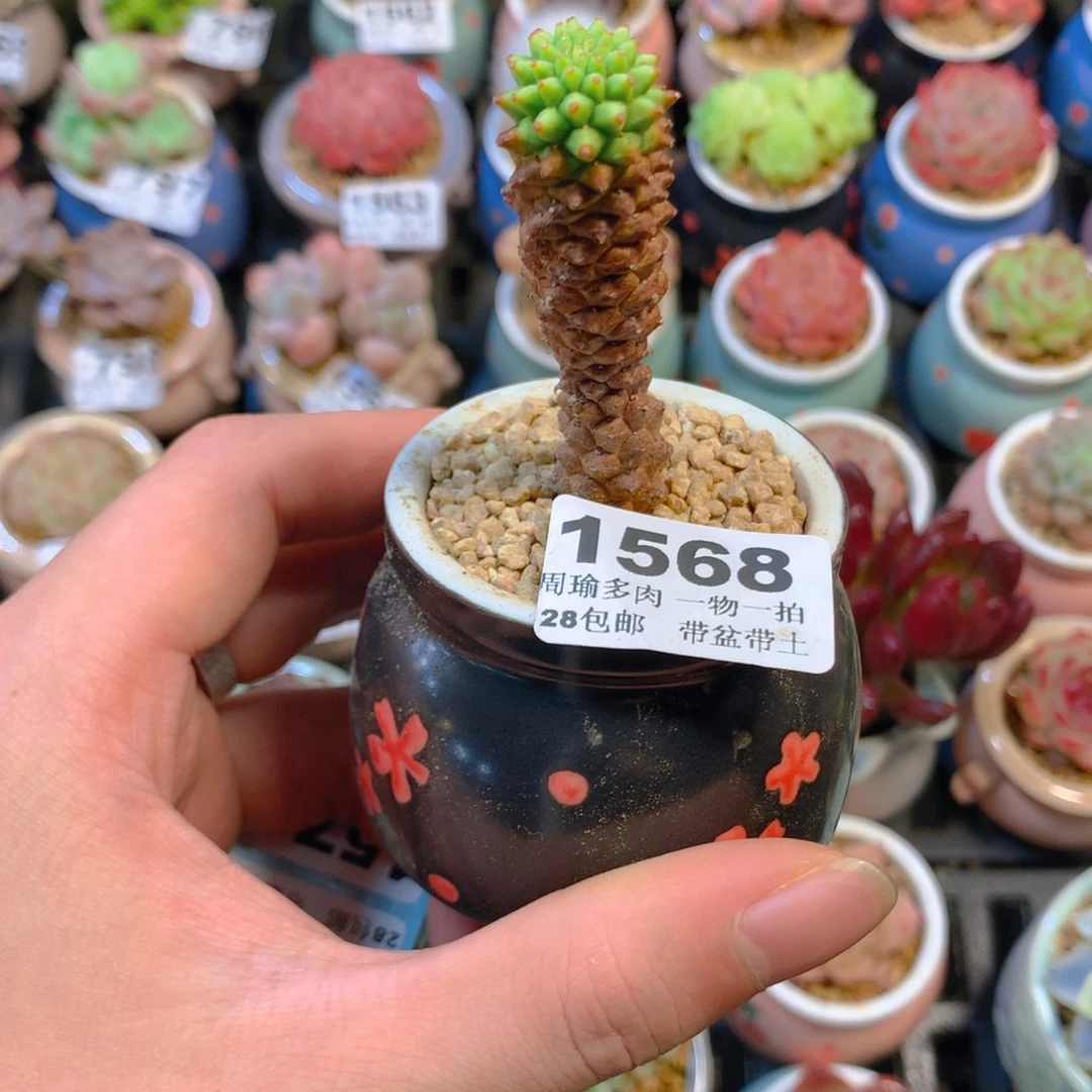 5厘米盆精控多肉1568