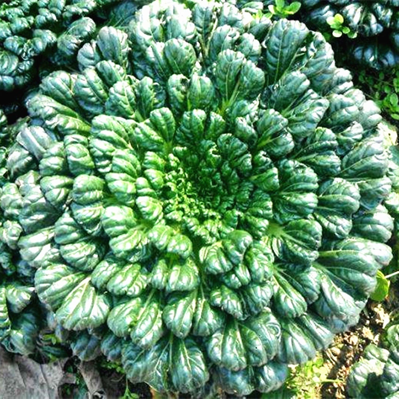 乌塌菜种子耐寒黄心乌种子雪地金花白菜种籽冬季黑菜蔬菜种孑青菜