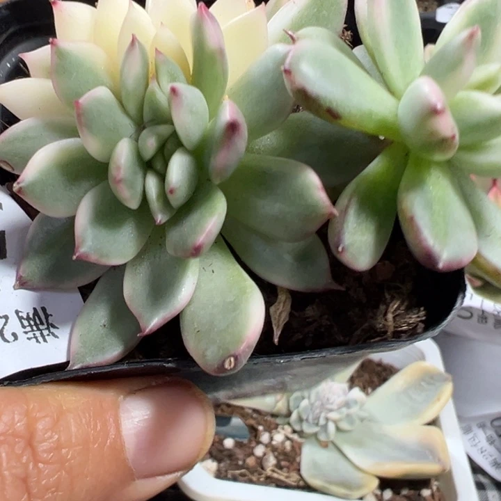 落雁锦缀多肉植物566