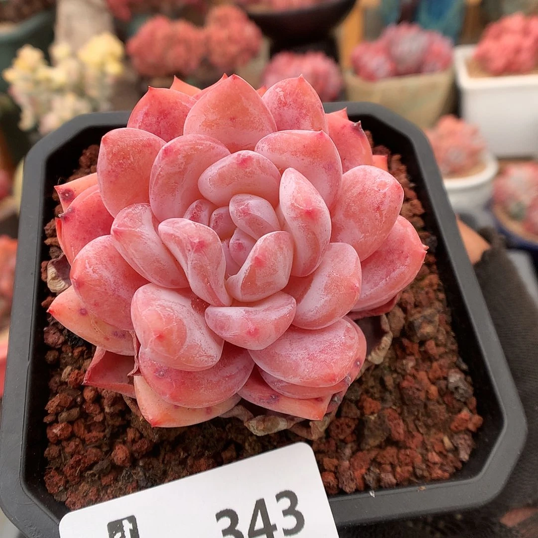 343雪天使多肉植物6636