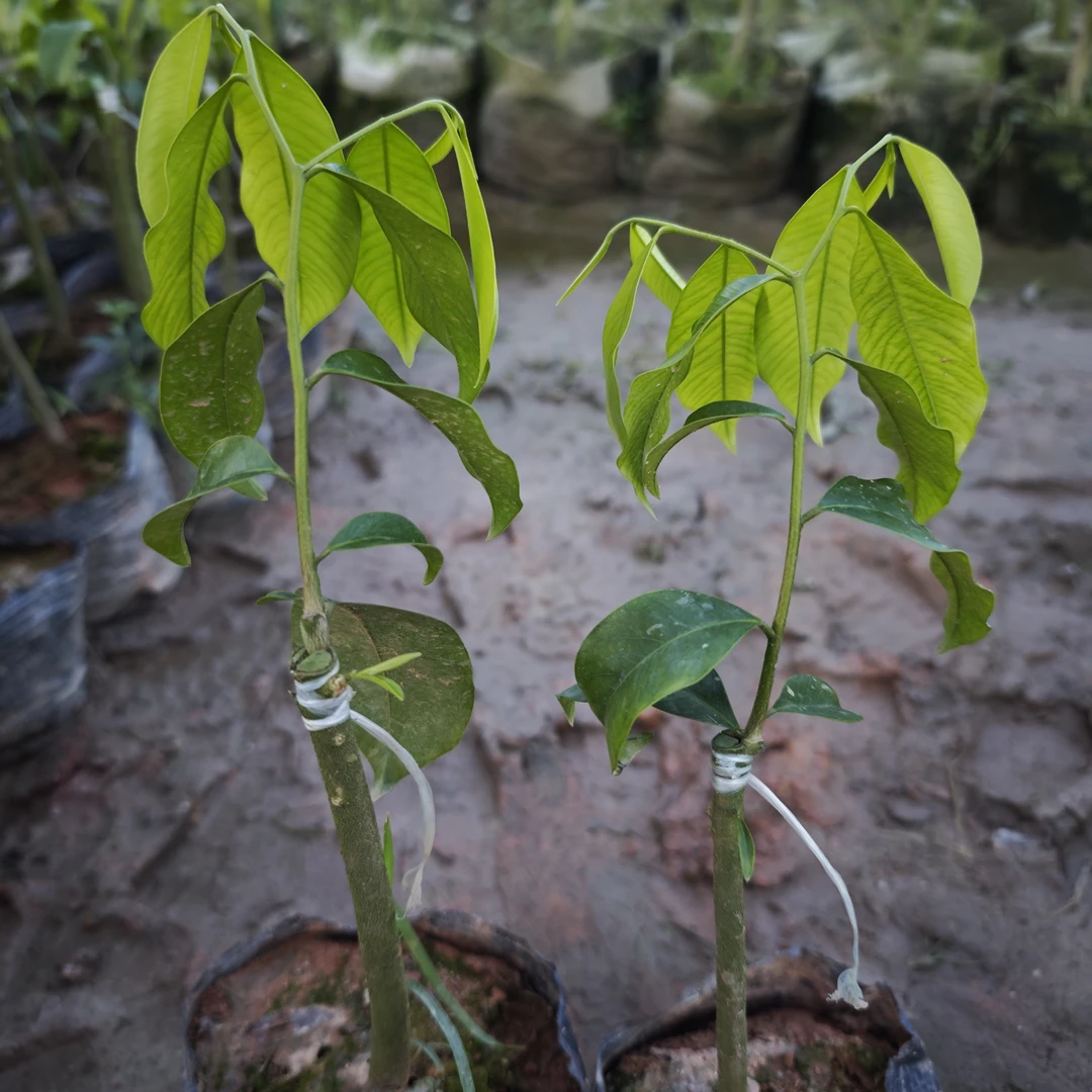 【虎斑1号】虎斑树心油1号品种国香系列免打孔结香根系发达底苗粗壮