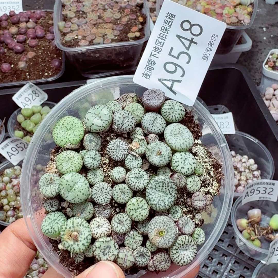 9548—–零下地区需拍保温箱