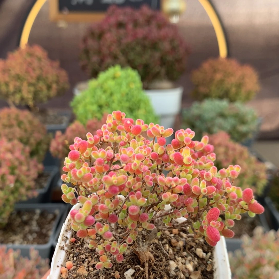 c739蜜橘枝干番杏