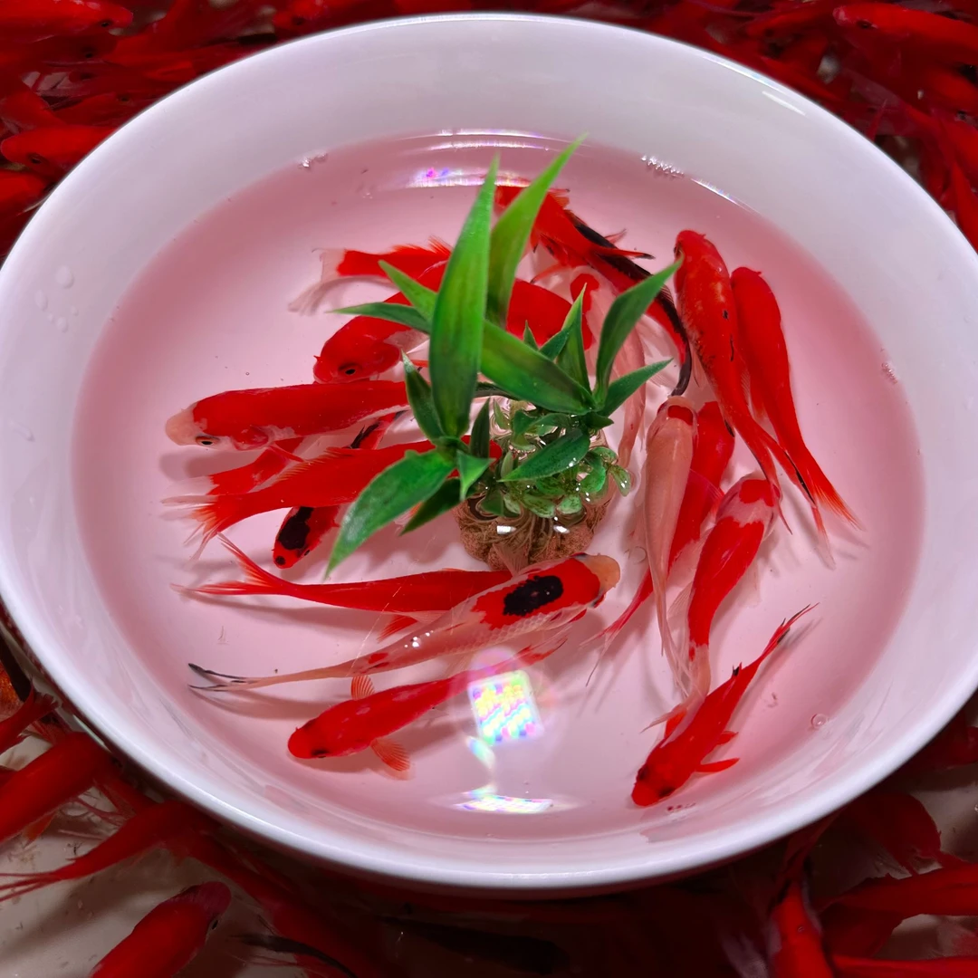 精品火焰草12+3条7-9cm新手好养可混养 包邮 不支持颜色指定