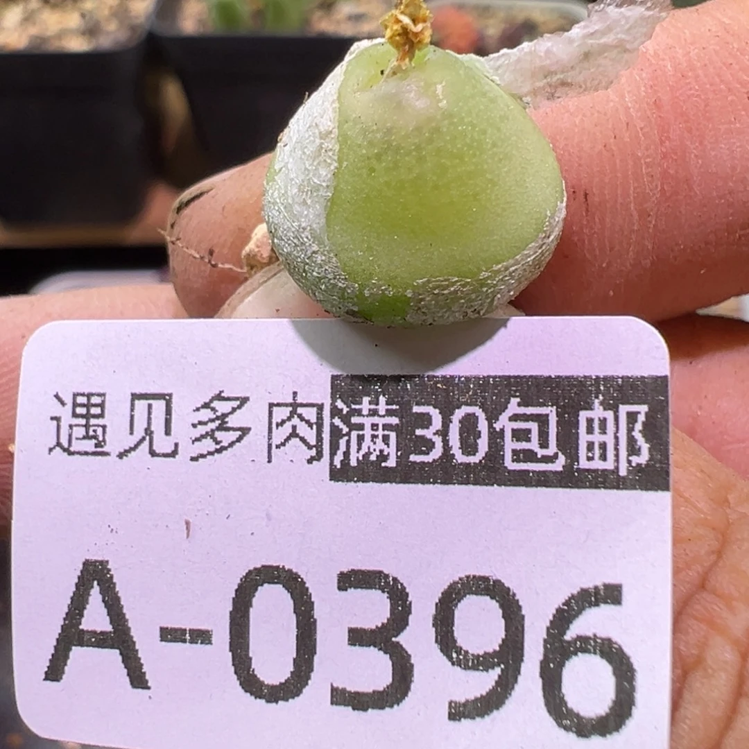 1.4 多肉植物11111111111
