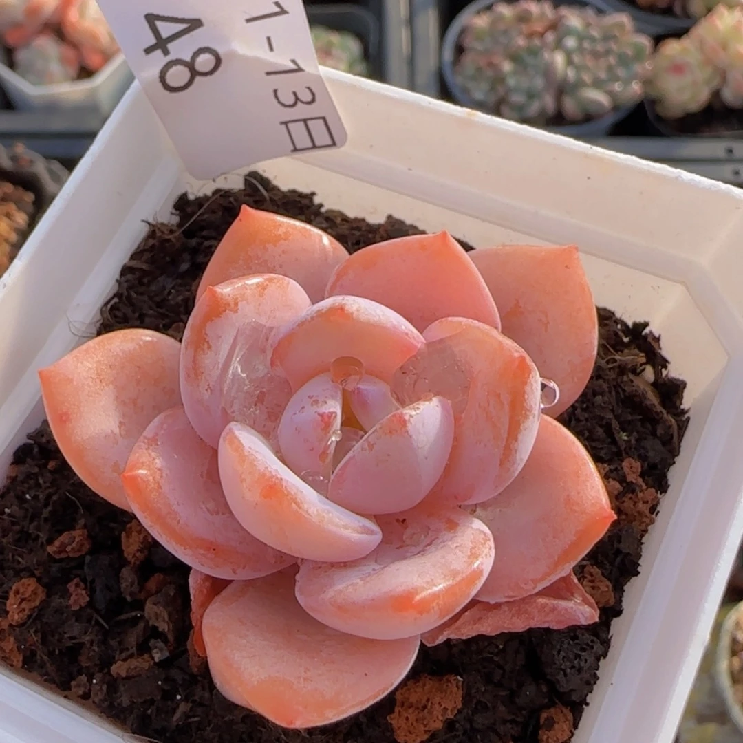 奶茶单头一颗脱土