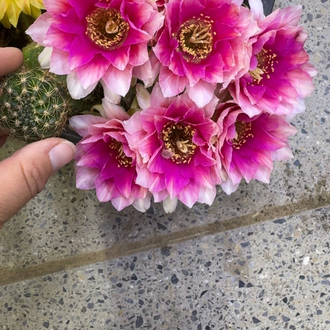 341丽花水花歪无根侧牙3公分左右，20包邮