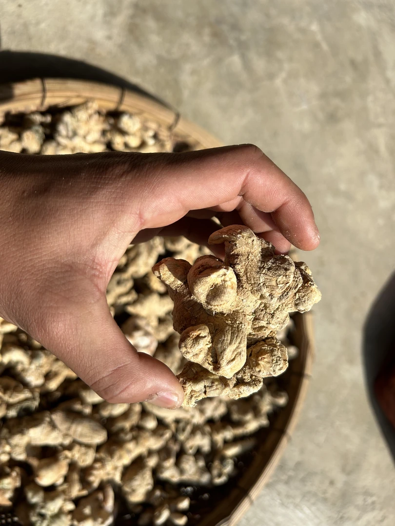 云南土特产～[竹节三七]