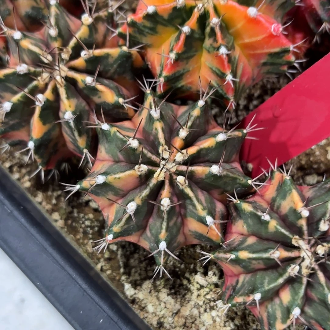 泰国米哈多肉164-1113