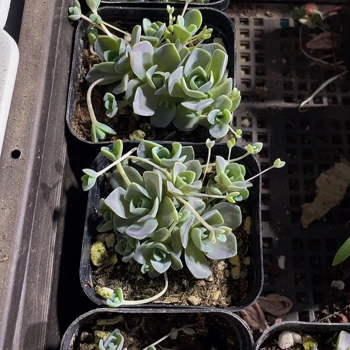 子持莲花2.8带盆土