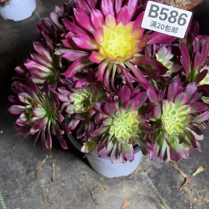 瑞妈一物一拍586