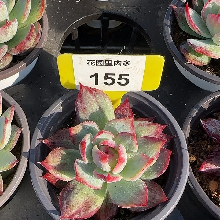 155 惊鸿仙子多肉植物7-9cm